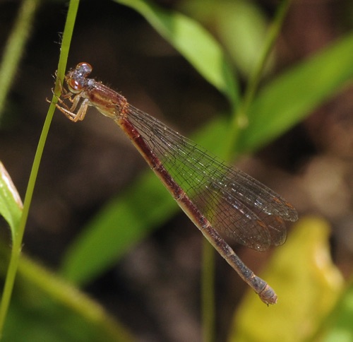 Female
2013_06_04_Polk_TN